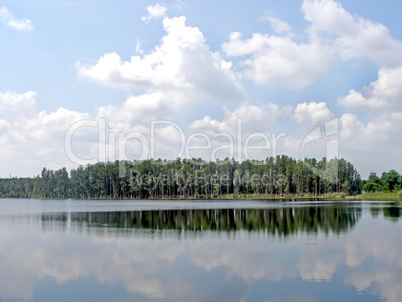 Forest Reflections