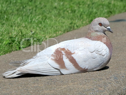 Brown and White Pigeon