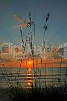 Reeds at Sunset