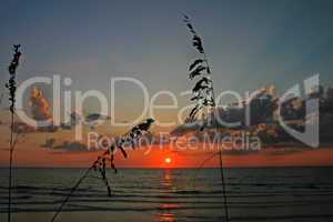 Reeds at Sunset