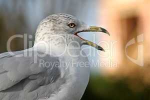 Seagull