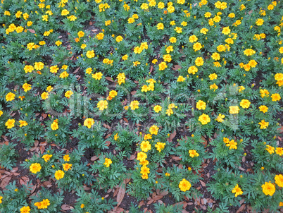 Dwarf French marigolds