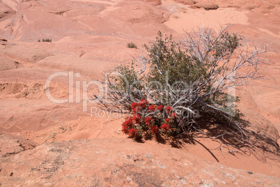 Edmaiers Secret, Utah, USA