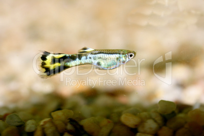 Guppy   (Poecilia reticulata)