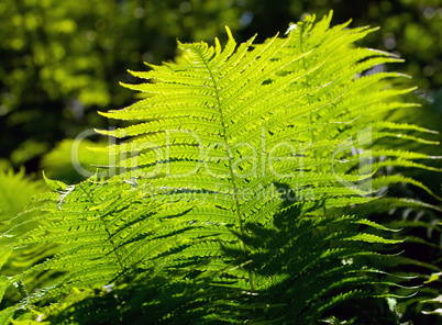 ferns