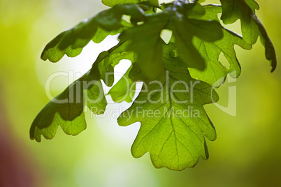 oak leaves