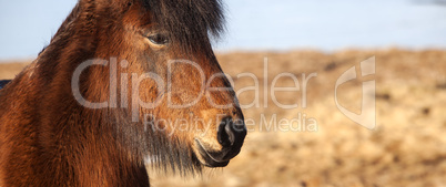 Extreme closeup of an Icelandic brown pony