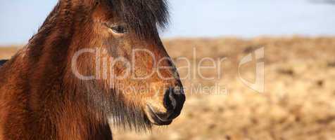 Extreme closeup of an Icelandic brown pony