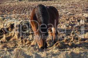 Brown icelandic pony on a meadow
