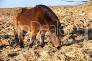 Brown icelandic pony on a meadow