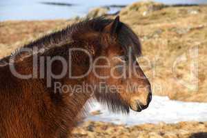 Brown icelandic pony on a meadow