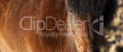 Extreme closeup of an Icelandic brown pony