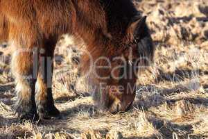 Brown icelandic pony on a meadow