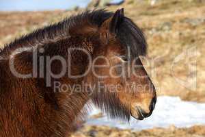 Brown icelandic pony on a meadow