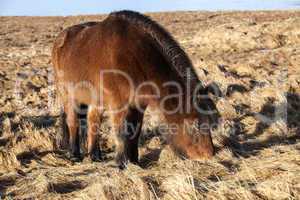 Brown icelandic pony on a meadow