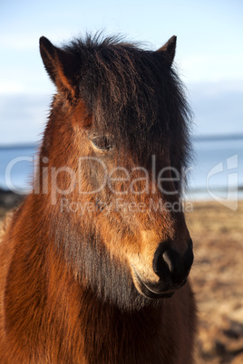 Brown icelandic pony on a meadow