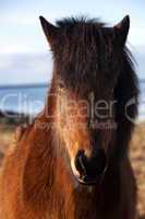 Brown icelandic pony on a meadow