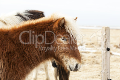 Portrait of an Icelandic pony with blonde mane