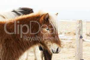 Portrait of an Icelandic pony with blonde mane