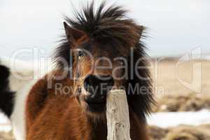 Brown Icelandic horse scratches on the fence