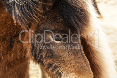 Closeup of brown Icelandic ponies