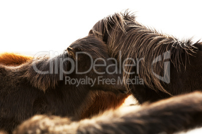 Portrait of two dark Icelandic ponies