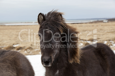 Portrait of a black Icelandic horse