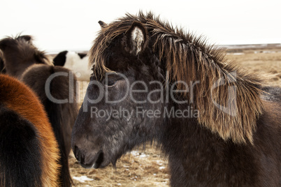 Portrait of a black Icelandic pony with brown mane