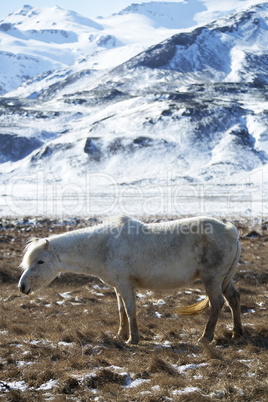 White Icelandic horse in front of snowy mountains