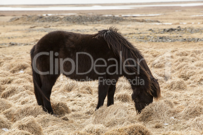 Portrait of a young black Icelandic horse