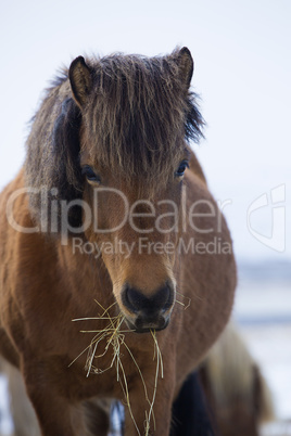 Brown Icelandic horse eats grass