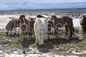 Herd of colorful Icelandic horses on a meadow