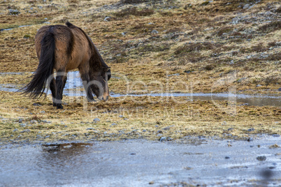 Wild Icelandic horse in spring