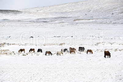 Herd of Icelandic horses in winter landscape