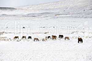 Herd of Icelandic horses in winter landscape
