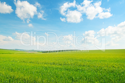 green wheat field and blue cloudy sky