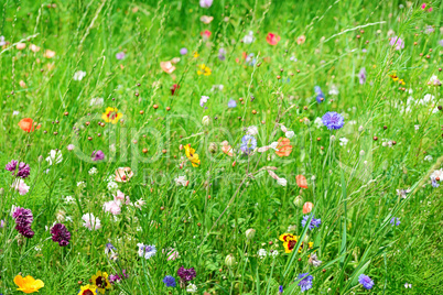 wild flowers