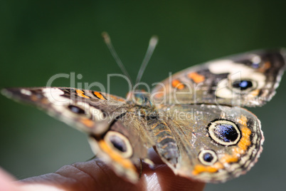 Common Buckeye Junonia Coenia