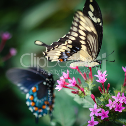 Giant Swallowtail Papilio Cresphontes