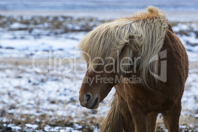 Angry Icelandic horse on a meadow in winter