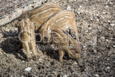 Four wild young piglets on a field
