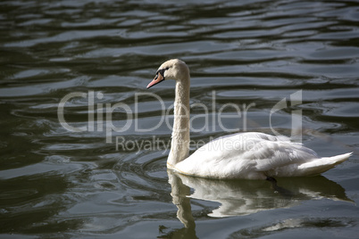 Swan at the lake