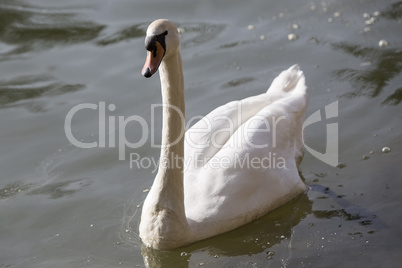 Swan at the lake