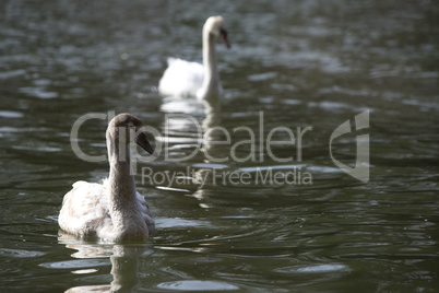 Young swan at the lake