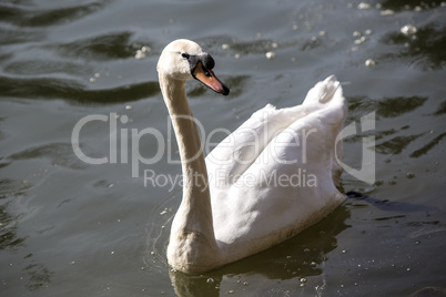 Swan at the lake
