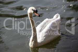 Swan at the lake