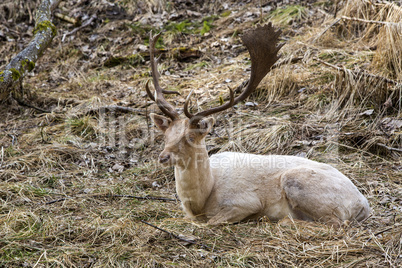 Albino buck deer in the forest