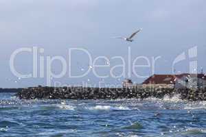 Gulls hunting for fish