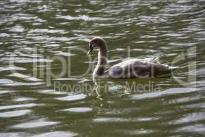 Young swan swims in the lake