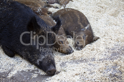 Mother boar with her babies